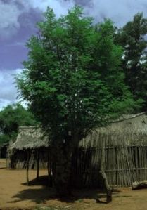 Moringa Oleifera_Antanimieva